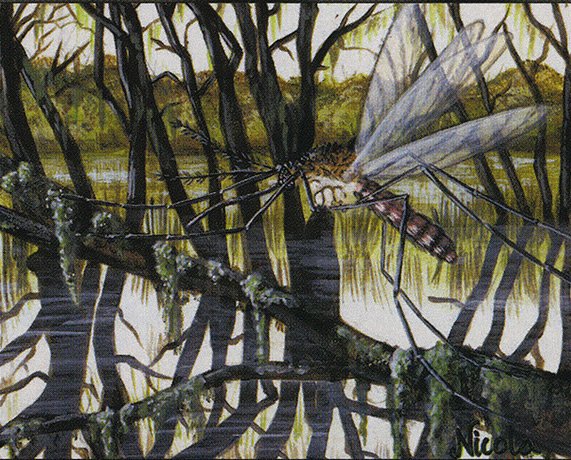 Swamp Mosquito