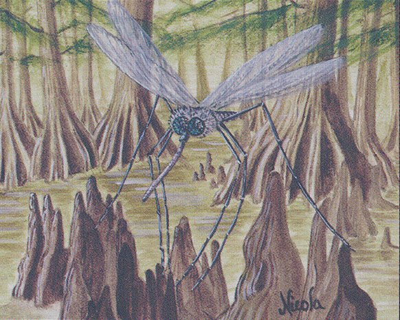 Swamp Mosquito