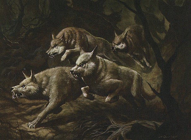 Howl of the Night Pack