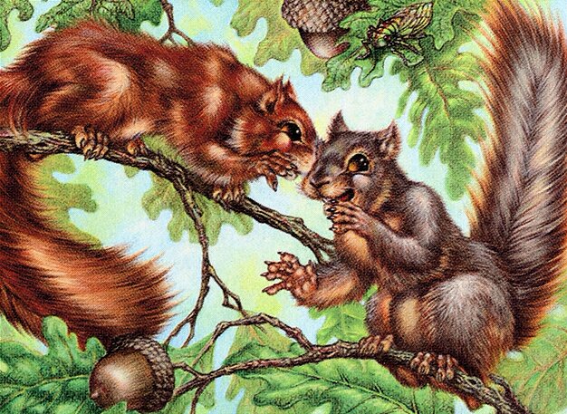 Chatter of the Squirrel